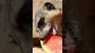 MEERKATS the most sociable animal facts cute meerkat animals desert [upl. by Drucie]