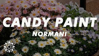 Normani  Candy Paint Lyrics [upl. by Perzan636]