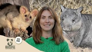 Why Aussie Marsupials Are Going Extinct and how to save them [upl. by Noelle]