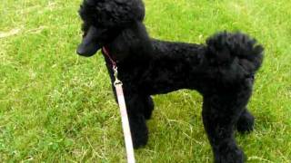 Black Standard Poodle Running [upl. by Adnotal]