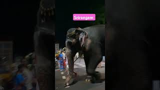 Srirangam temple elephant goes to Cauvery to bring water for Viswaroopa sevai [upl. by Sari]