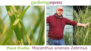 Plant Profile  Miscanthus sinensis Zebrinus  Zebra Grass [upl. by Icam796]