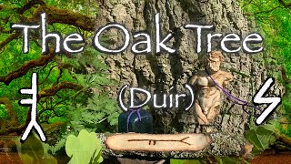 Oak Tree Folklore mythology and symbolism of the oak tree Duir [upl. by Marka]