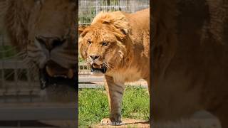 Ligers and Tigons 🦁 The RAREST Big Cats [upl. by Iatnahs]