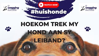 Ep 10  Hoekom trek n hond aan sy leiband [upl. by Eenrahc]