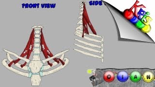 The Scalenes → Origins Insertion Action and Innervation video  By Kinesiology Kris [upl. by Carman]