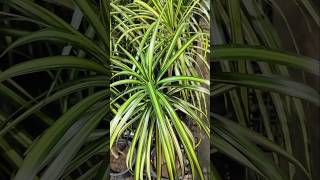 Pandanus Veitchii Plant plants garden houseplants homedecor flowers indoorplants decoration [upl. by Euqnimod]