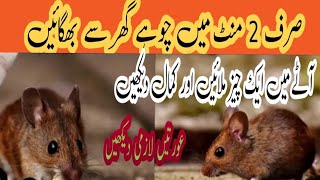 get rid of mouse  Chuhy baghany ka tarika  Rat killer trick  rat killer spray [upl. by Esenahs]