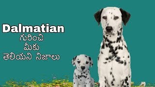 Dalmatian dog Facts in Telugu  popular breed  Taju logics [upl. by Yalc]