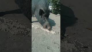 Wild Boar Eating Food In Thailand boar wildboar food thailand shorts short [upl. by Giarc611]