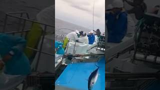 Fishing in middle sea 😱 fishing shortvideo viralvideo shorts [upl. by Forcier]