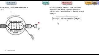 Test Medicina  Trascrizione [upl. by Llertnov310]