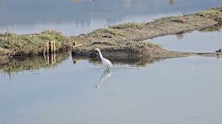 20241109 Krajinski park SEČOVELJSKE SOLINE CICONIIFORMES Egretta garzetta MALA BELA ČAPLJA [upl. by Arnst]