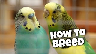 Budgie Breeding 12 Essential Tips for Success [upl. by Nbi]