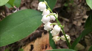 Lelietjevandalen Convallaria majalis  20170507 [upl. by Minna]