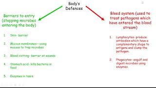 Immunity 2 Body defences lymphocytes and phagocytes [upl. by Nerred311]