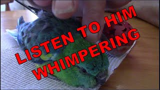 😍🦜 RED RUMPED PARROT WHIMPERING NOISES WHILE GETTING SCRATCHED🦜 [upl. by Artined]