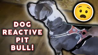 I Tried To Control A Dog Reactive Pit Bull [upl. by Ardelia]