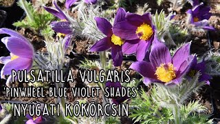 Pulsatilla vulgaris Pinwheel Blue Violet Shades  Liláskék nyugati kökörcsin [upl. by Yetta]