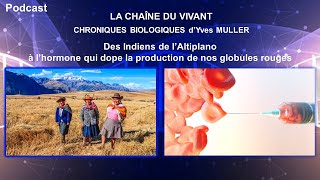 Podcast 19  Des Indiens de l’Altiplano à l’hormone qui dope la production de nos globules rouges [upl. by Narcis437]