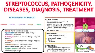 Streptococcus Classification Pathogencity Diseases Diagnosistreatment [upl. by Llerrahs196]