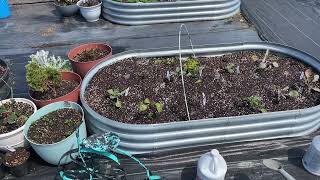 Acclimating and fertilizing seedlings applying fish fertilizer to the garden mulching onions 🥬🧅 [upl. by Atival806]