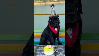 My Dogs Birthday Celebration  Dog Lover tredning shorts doglover [upl. by Eeraj]