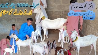 Akhtar goat farm aaj to gulabi connection 1112024 bilkul mana cigaret [upl. by Aratahc345]