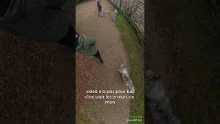 Les raisons de l’assaut partie 3 chien husky viedechien educationcanine chiens dog [upl. by Irrahs714]