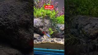 Killifish guentheri  rainbow fish aquariumfish ✅👈 [upl. by Mathis]