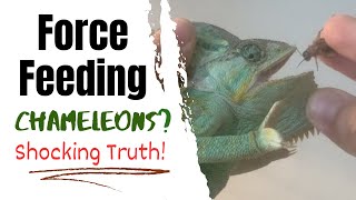 Is It OK to Force Feed a Chameleon [upl. by Yrgoerg]