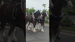 Budweiser Clydesdales [upl. by Ahsirtap81]