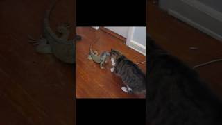 Iguana vs Cat 😾 By Wild Battles [upl. by Notnarb803]