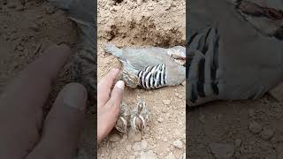 Partridge with Teetar chicks partridge chakor kekliksesi [upl. by Nnylarac]