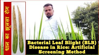 Bacterial Leaf Blight Disease in Rice an artificial disease screening method Part 1 [upl. by Mayeda65]