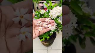 Flower status song  Flower hindi song video gardening bollywood hindisong lovelymoments ❤️ [upl. by Auqinehs973]