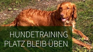 Hundetraining Praxisvideo ► Platz bleib Üben ► So geht das Platz bleib üben für Haus amp Jagdhunde [upl. by Aekerly]