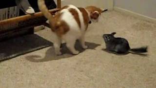 Chinchilla vs Cat [upl. by Johannah518]