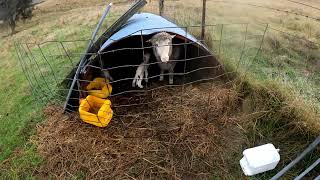 Saving Lambs amp Sheep  Lambing Season 2023 EP49 [upl. by Noillimaxam]