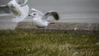 Ringbilled gull defending his territory in slow motion [upl. by Ecnaret]