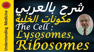 THE CELL  LYSOSOMES amp RIBOSOMES شرح بالعربي مكونات الخلية [upl. by Nylazor]