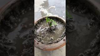 Plant tree gardening youtubeshorts trending gardeningtips plants garden beginners care [upl. by Nodyarb]