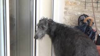 Scottish deerhound  pas bête la bête [upl. by Bradlee930]