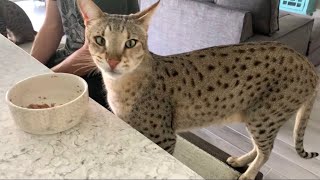 Our Big F2 Savannah Cat Kumba Big Cat Gentle Giant cute cats SavannahCat [upl. by Muffin]