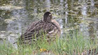 Garganey [upl. by Ram676]