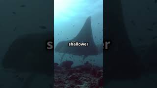 Discovering Oceans SECRET DUOS Manta Rays [upl. by Eniarrol]