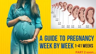 A Guide To Pregnancy Week By Week  141Weeks exam pregnancy pregnant [upl. by Pedroza898]