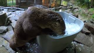 Frisky River Otters Get Up To Icy Mischief [upl. by Chance]