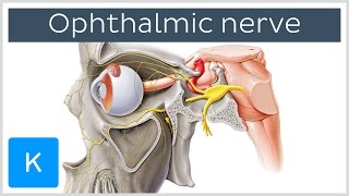 All About the Ophthalmic Nerve preview  Human Anatomy  Kenhub [upl. by Hippel216]