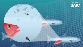 Are bolder Ballan wrasse better at delousing farmed salmon [upl. by Enelrad]